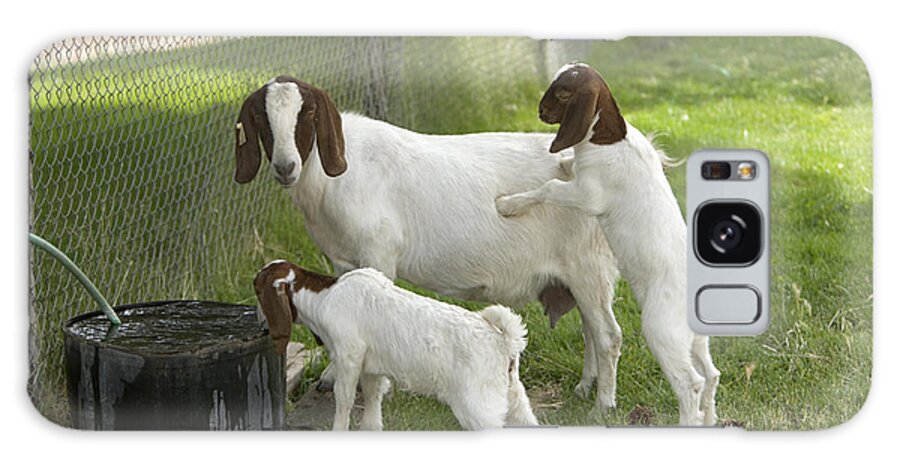 Boer Goat Galaxy Case featuring the photograph Goat With Kids #1 by Inga Spence
