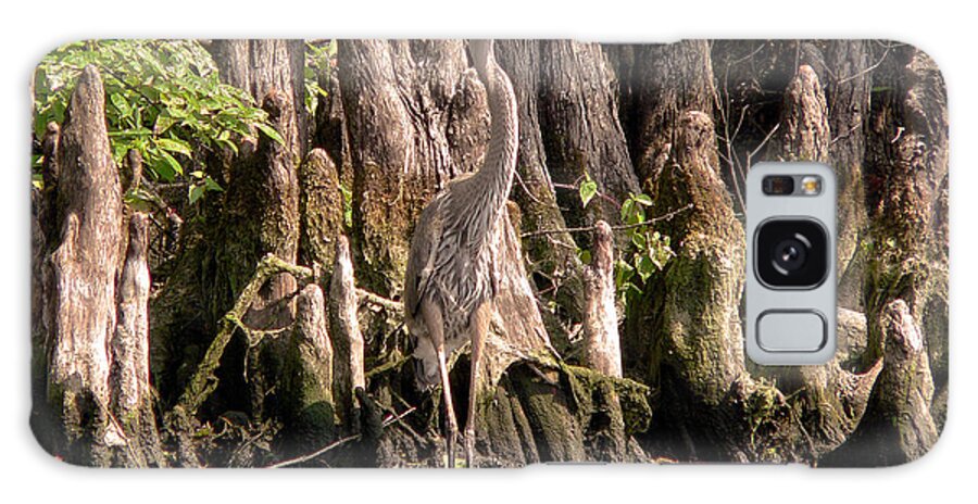 Great Blue Heron Galaxy Case featuring the photograph Heron and Cypress Knees #1 by Steven Sparks