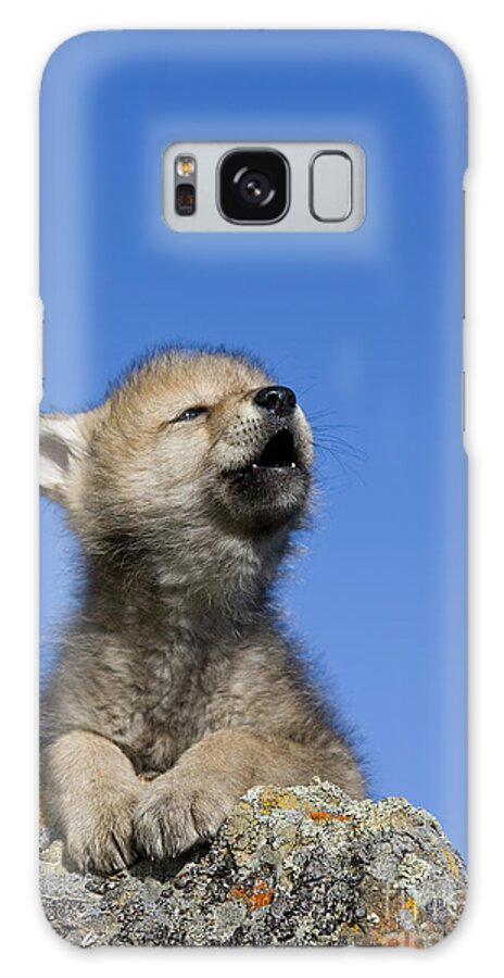 Gray Wolf Galaxy Case featuring the photograph Howling Wolf Cub #1 by Jean-Louis Klein & Marie-Luce Hubert