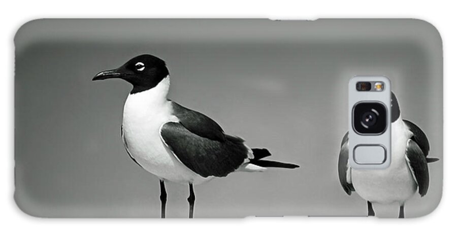 2 Laughing Gulls Galaxy Case featuring the photograph Laughing Gulls by Sally Weigand