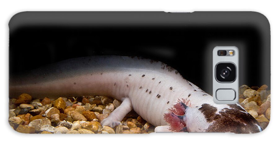 Ambystomatidae Galaxy Case featuring the photograph Mexican Axolotl #1 by Dant Fenolio