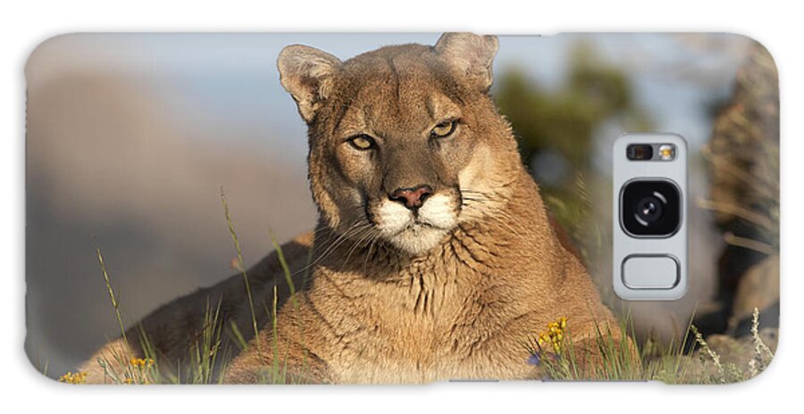 00176554 Galaxy Case featuring the photograph Mountain Lion Portrait North America #3 by Tim Fitzharris