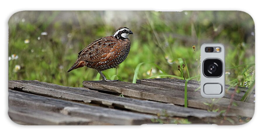 Northern Bobwhite Galaxy Case featuring the photograph Northern Bobwhite #1 by James Petersen