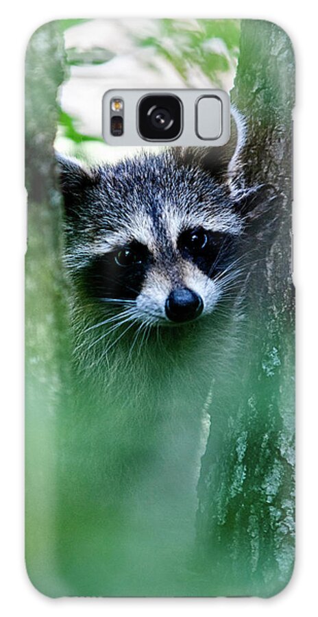 Racoon Galaxy Case featuring the photograph On Watch #1 by Christopher Holmes