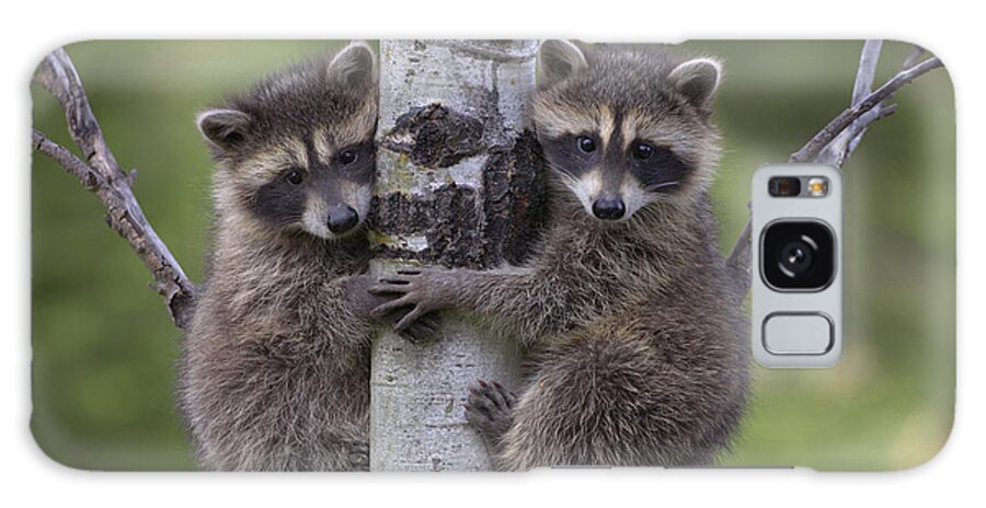 00176520 Galaxy Case featuring the photograph Raccoon Two Babies Climbing Tree by Tim Fitzharris