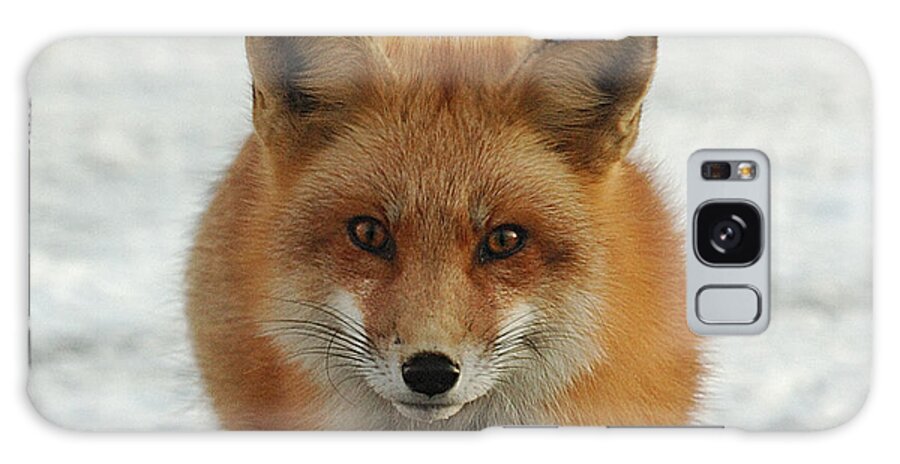Red Fox Galaxy S8 Case featuring the photograph Red Fox #1 by Diane Giurco