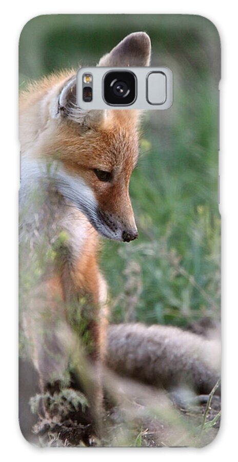 Red Fox Galaxy Case featuring the photograph Red Fox pup outside its den #1 by Mark Duffy