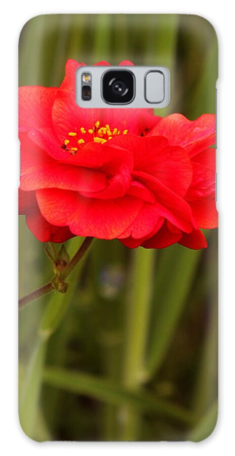 Dreamer By Design Photography Galaxy Case featuring the photograph Red #1 by Kami McKeon