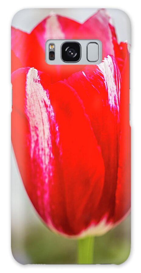 Red Galaxy Case featuring the photograph Red Tulip #1 by Susie Weaver