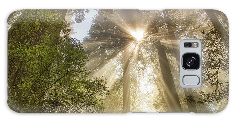Redwoods Sunburst Galaxy S8 Case featuring the photograph Redwoods sunburst #1 by Kunal Mehra