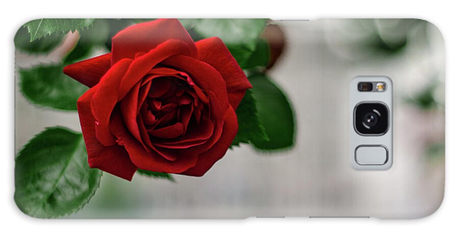 Winterpacht Galaxy Case featuring the photograph Roses in the City Park #1 by Miguel Winterpacht