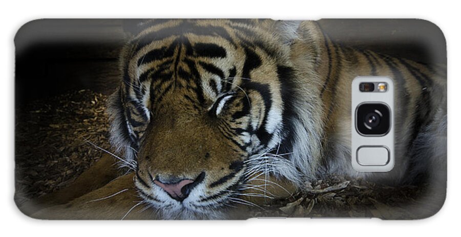 Tiger Galaxy Case featuring the photograph Sleeping tiger #1 by Steev Stamford