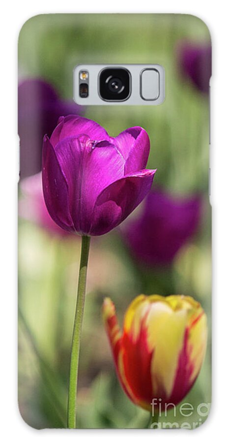 Tulip Galaxy Case featuring the photograph Study of Tulips #2 by Doc Braham
