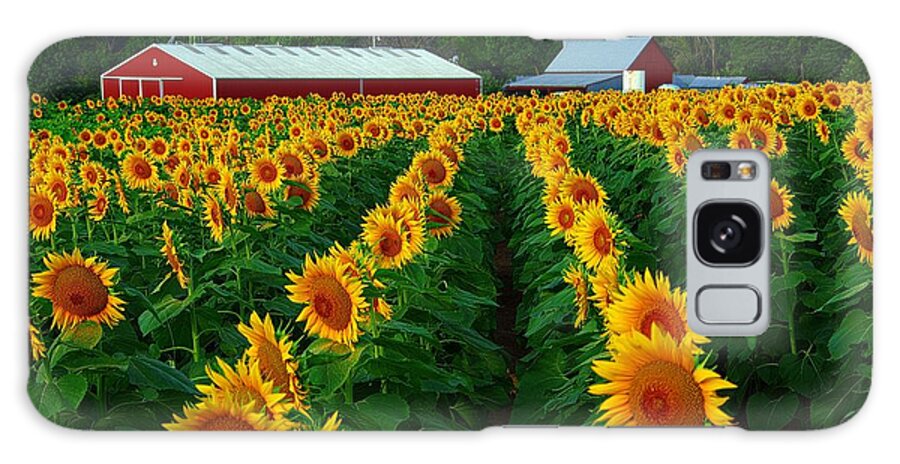 Red Barns Galaxy Case featuring the photograph Sunflower Field #4 #1 by Karen McKenzie McAdoo
