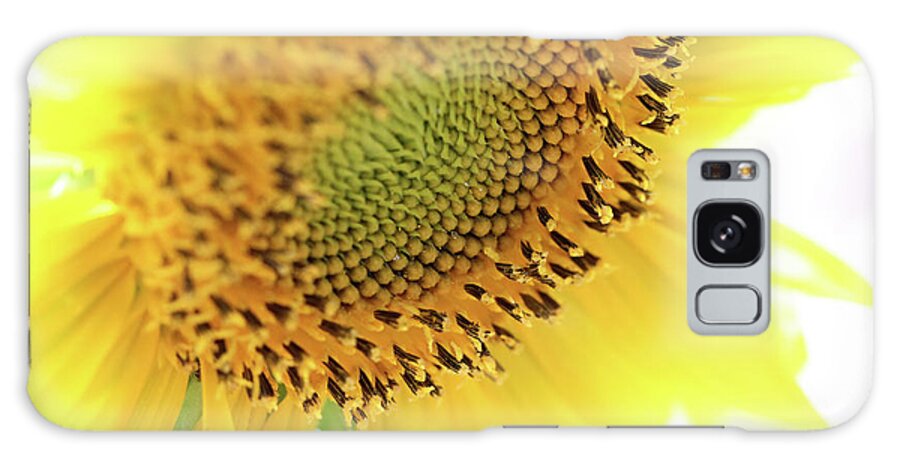 Sunflower Galaxy Case featuring the photograph Sunny Days #1 by Trina Ansel