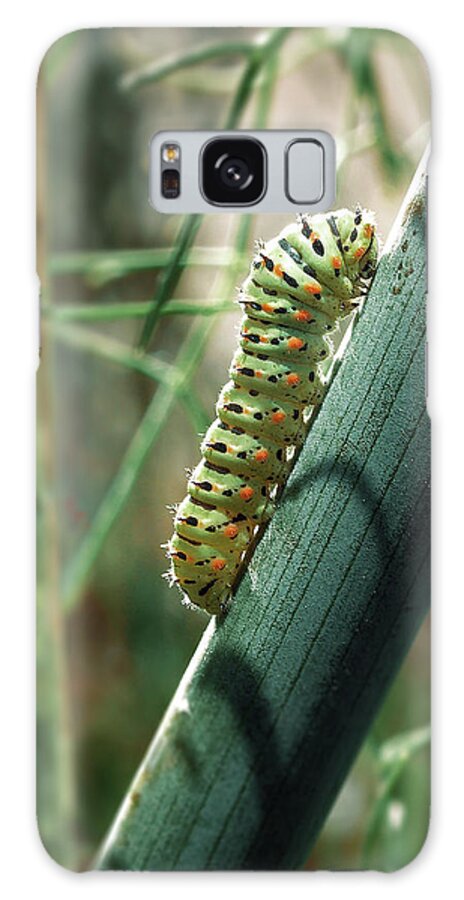Papilio Machaon Galaxy Case featuring the photograph Swallowtail Caterpillar #1 by Meir Ezrachi