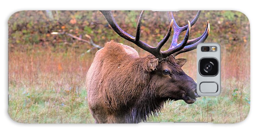 Cataloochee Elk Galaxy Case featuring the photograph The Boss #1 by Chuck Brown