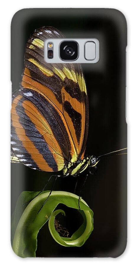 Butterfly Galaxy S8 Case featuring the photograph Tiger Longwing #1 by JT Lewis