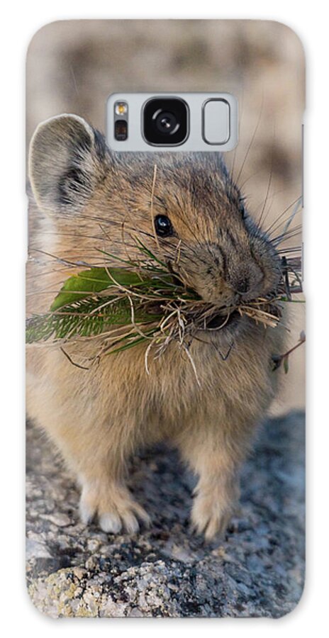 Pika Galaxy Case featuring the photograph Winter Preparations #1 by Jody Partin