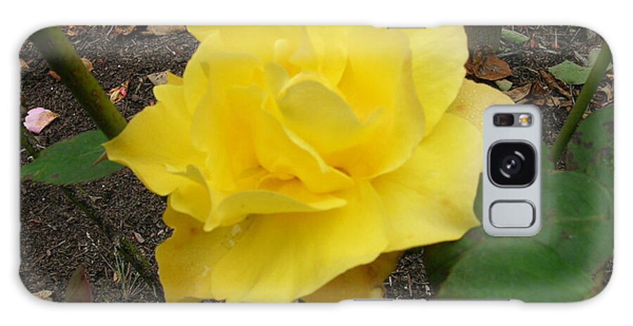 Yellow Rose Galaxy Case featuring the photograph Yellow Rose #1 by Carolyn Donnell