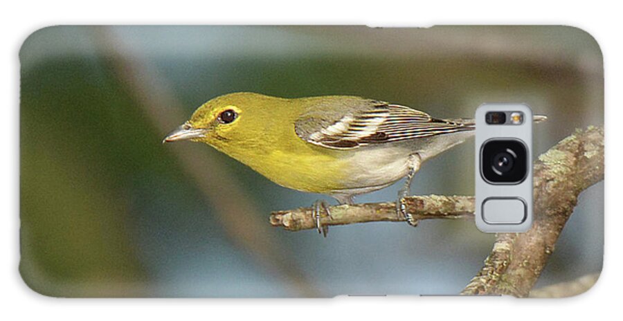 Bird Galaxy Case featuring the photograph Yellow-throated Vireo #1 by Alan Lenk