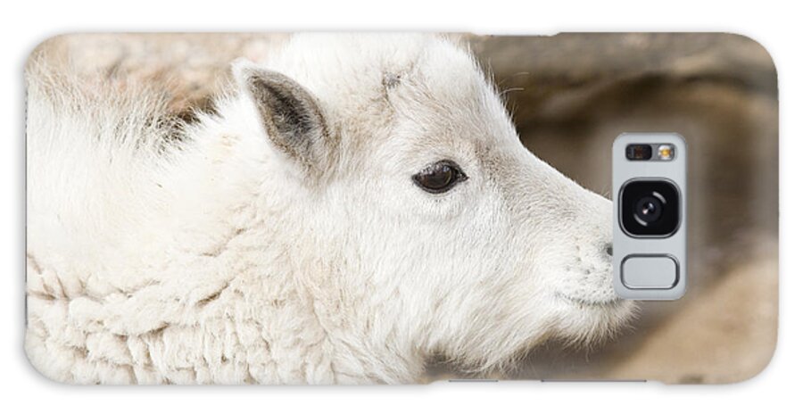 Goat Galaxy Case featuring the photograph Baby Mountain Goats on Mount Evans #15 by Steven Krull