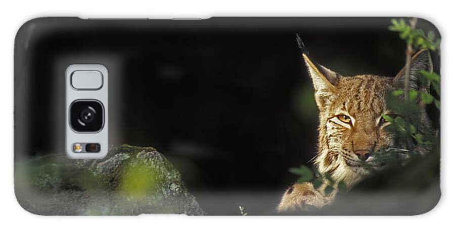 Eurasian Lynx Galaxy Case featuring the photograph 151001p105 by Arterra Picture Library