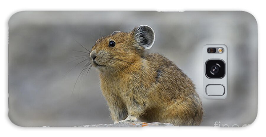 American Pika Galaxy Case featuring the photograph 151221p238 by Arterra Picture Library