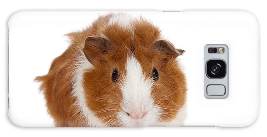 Abyssinian Guinea Pig Galaxy Case featuring the photograph Abyssinian Guinea Pig #2 by Anthony Totah