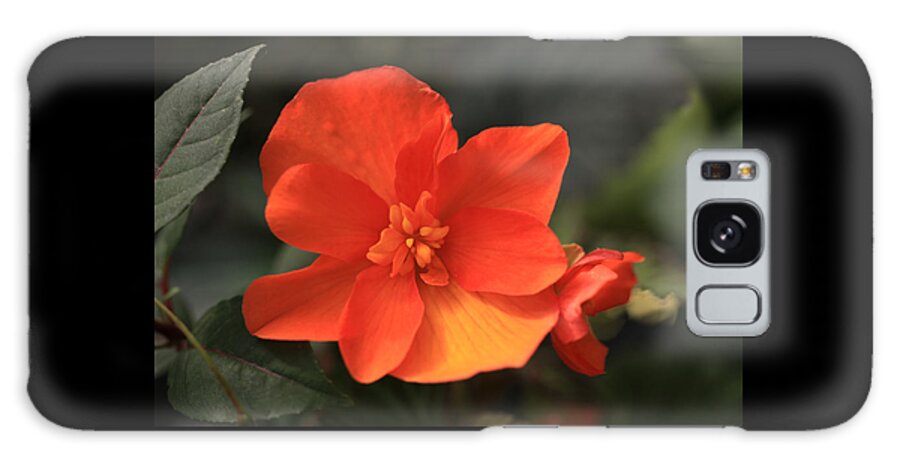 Flower Galaxy Case featuring the photograph Begonia by Tammy Pool