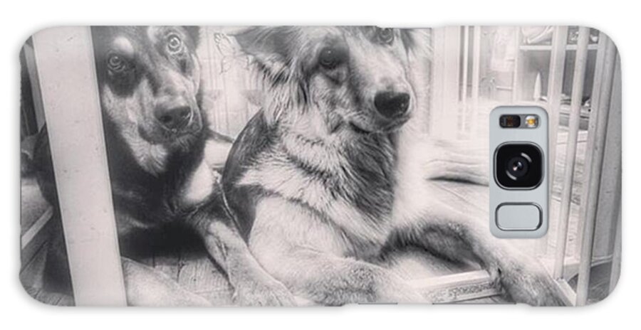 Petstagram Galaxy Case featuring the photograph #dogs #gsd #germanshepherd #2 by Abbie Shores