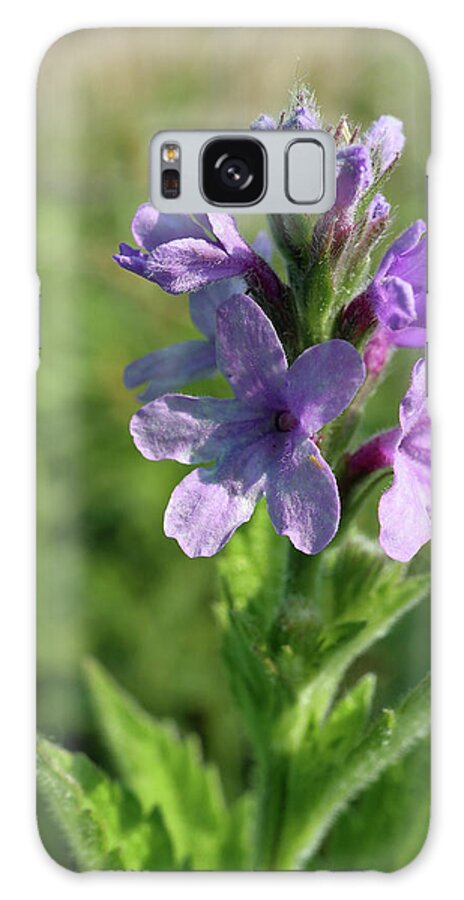 Flower Galaxy S8 Case featuring the photograph Hoary Vervain #2 by Scott Kingery