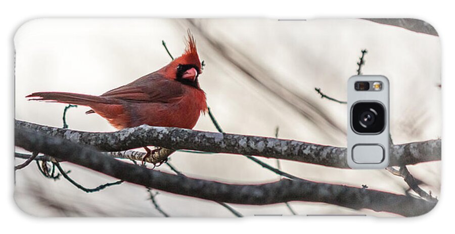 Cardinalis Galaxy Case featuring the photograph Northern cardinal #2 by SAURAVphoto Online Store