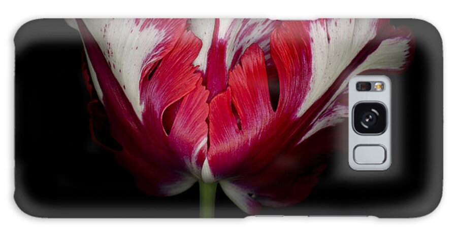 Black Galaxy Case featuring the photograph Red and White Parrot Tulip #2 by Oscar Gutierrez