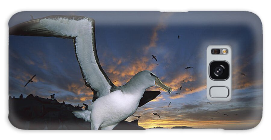 00143357 Galaxy Case featuring the photograph Salvins Albatross at Sunset #2 by Tui De Roy