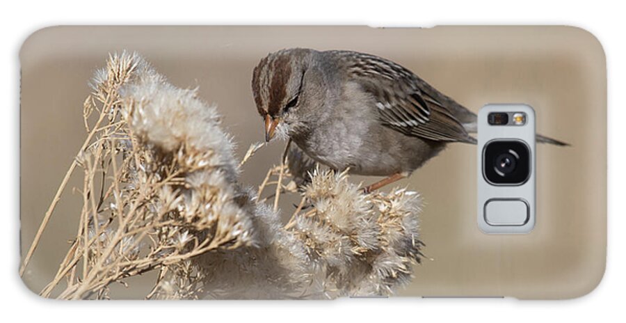 Bird Galaxy Case featuring the photograph Sparrow by Ron Woodbury