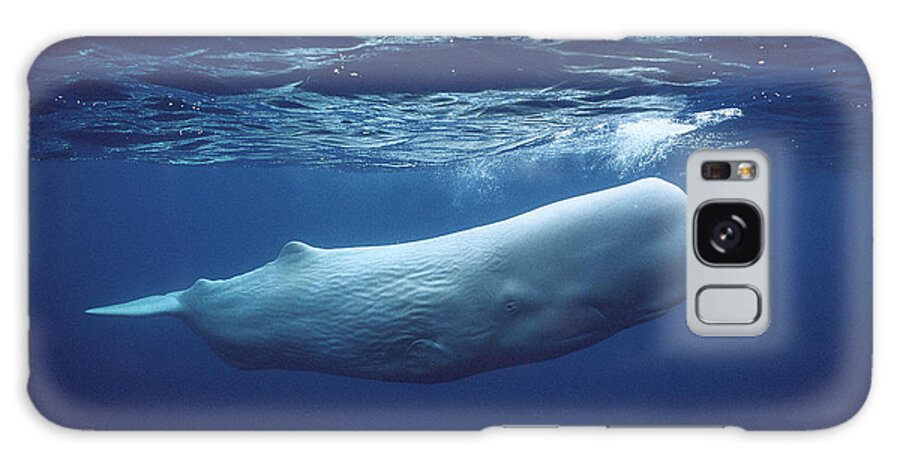 00270022 Galaxy Case featuring the photograph White Sperm Whale by Hiroya Minakuchi