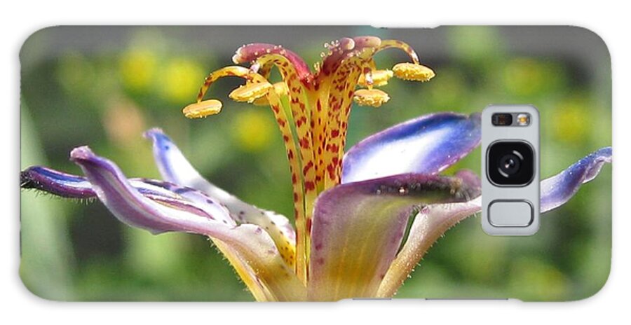 Tricyrtis Galaxy Case featuring the photograph Tricyrtis named Taipei Silk #2 by J McCombie