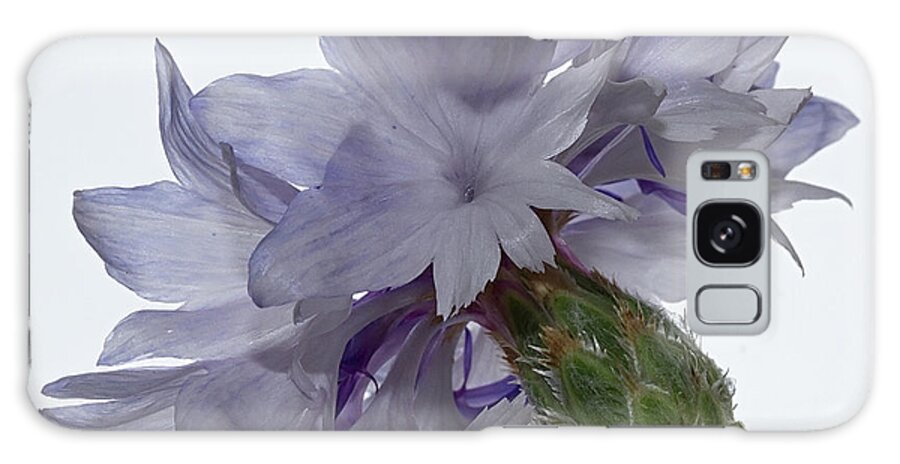 Pale Galaxy Case featuring the photograph White with blue Cornflower #2 by Shirley Mitchell