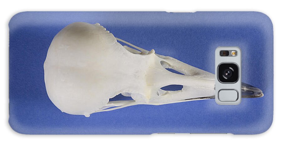 Bird Galaxy Case featuring the photograph American Crow Skull #3 by Ted Kinsman