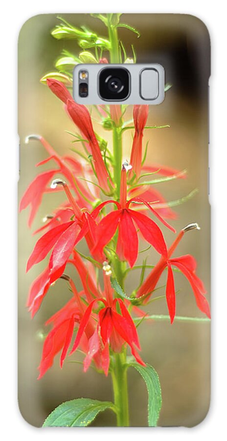 Angiosperms Galaxy Case featuring the photograph Cardinal Flower #3 by Richard Leighton