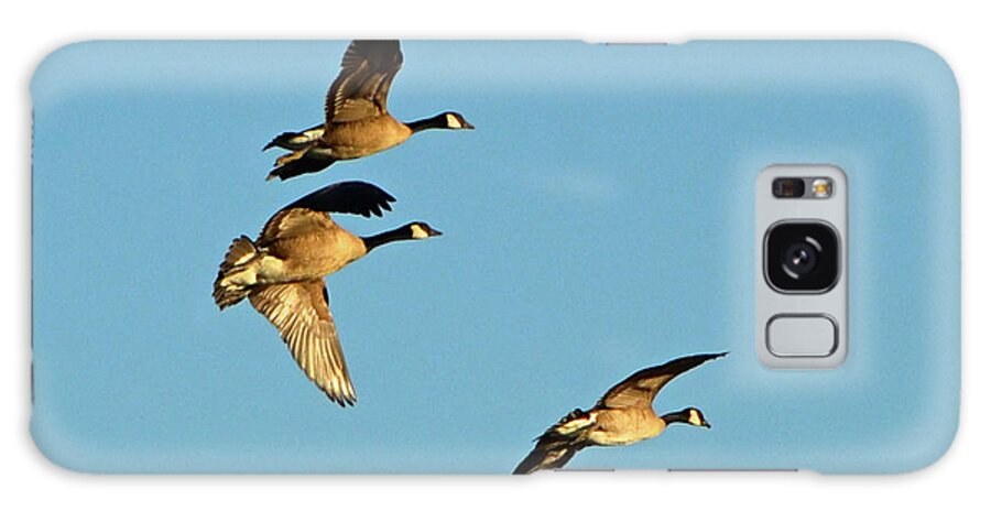 3 Geese Galaxy S8 Case featuring the photograph 3 Geese in Flight by Cindy Schneider