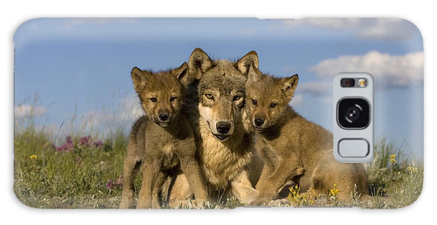 Gray Wolf Galaxy Case featuring the photograph Gray Wolf And Cubs #3 by Jean-Louis Klein & Marie-Luce Hubert