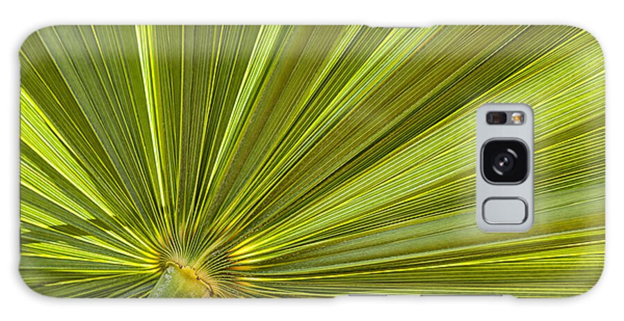 Leaf Galaxy Case featuring the photograph Palm leaf 1 by Elena Elisseeva