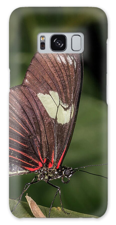 Butterfly Galaxy Case featuring the photograph Postman #3 by Robert Culver