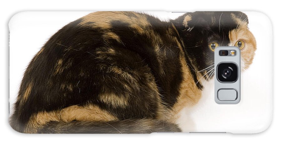 Cat Galaxy Case featuring the photograph Scottish Fold Cat #3 by Jean-Michel Labat