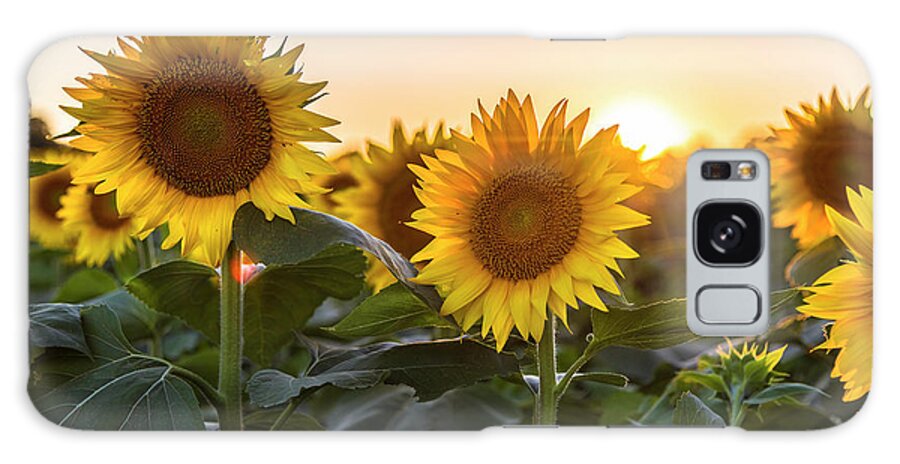 Ryan Heffron Galaxy Case featuring the photograph Sunflower Sunset #3 by Ryan Heffron