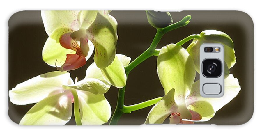 Orchid Galaxy Case featuring the photograph Yellow Orchid #3 by Alfred Ng