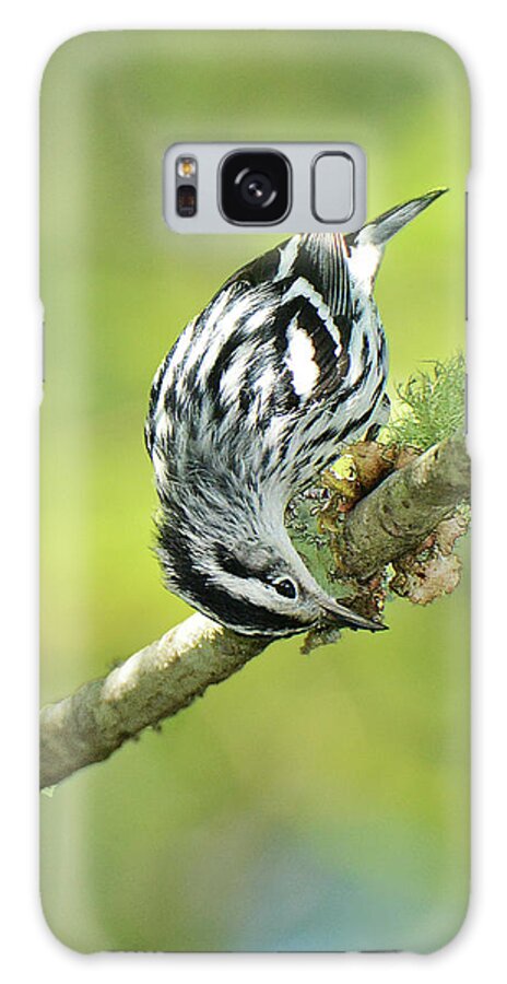 Bird Galaxy Case featuring the photograph Black and White Warbler #4 by Alan Lenk