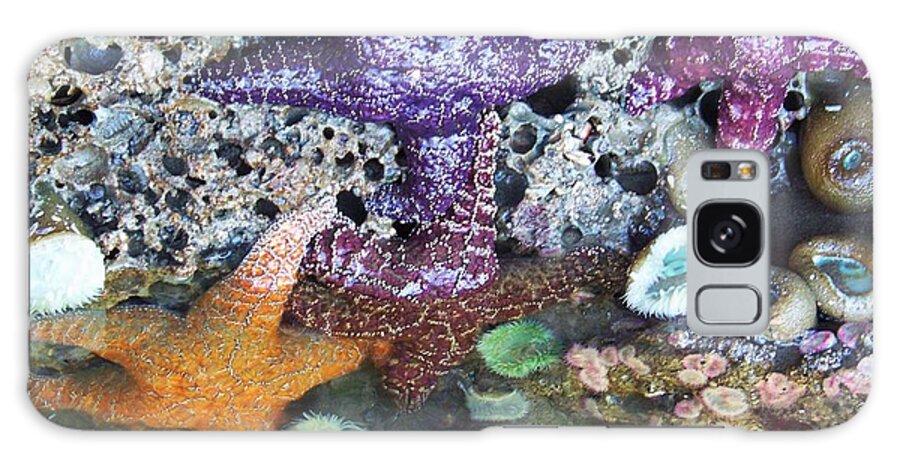 Starfish Galaxy Case featuring the photograph 4 Starfish by Julie Rauscher
